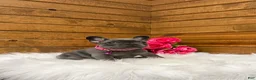 French Bulldog dogs for sale: Sena - Ad 3