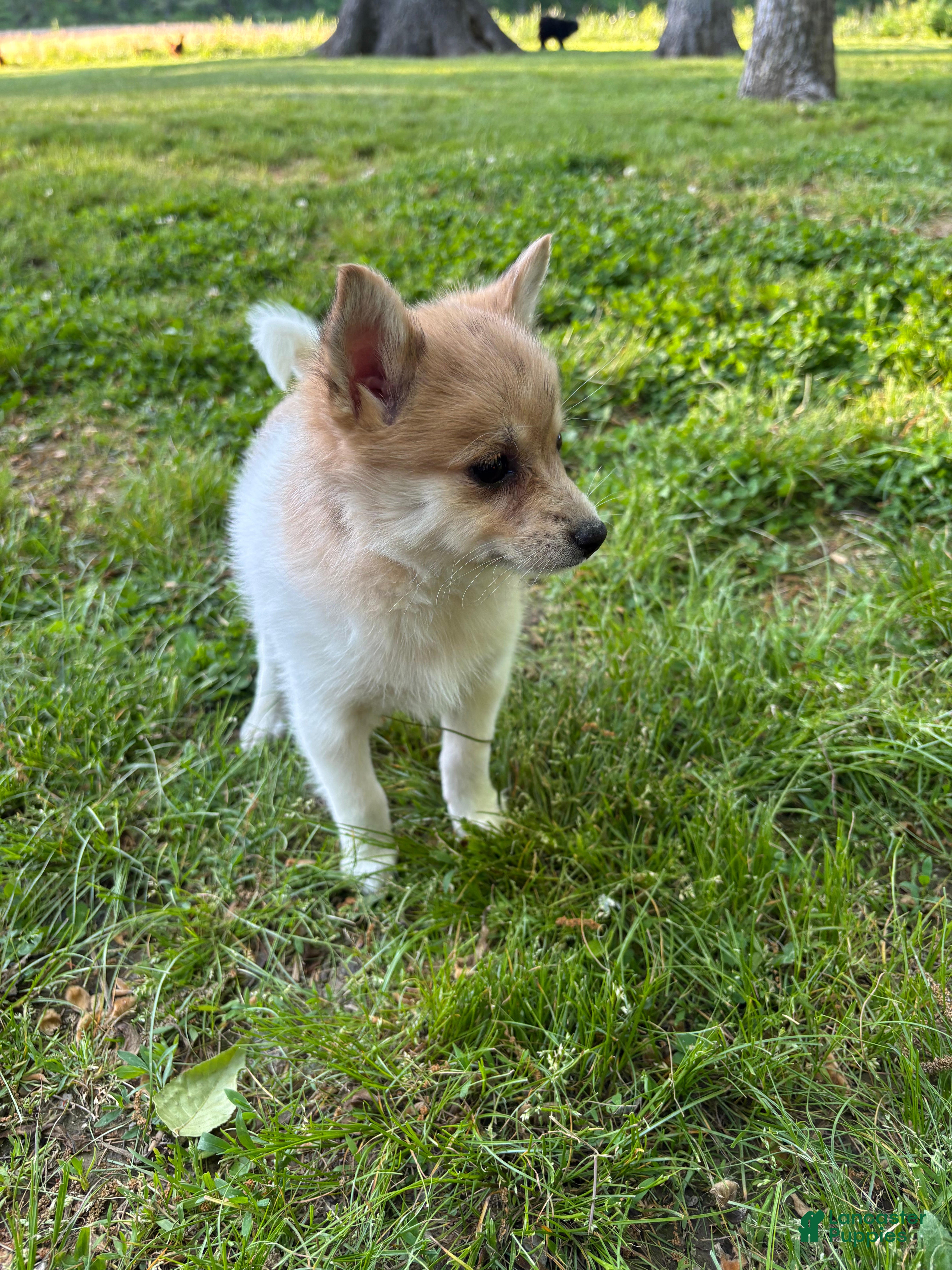 Pomsky dogs Mila - Ad 2