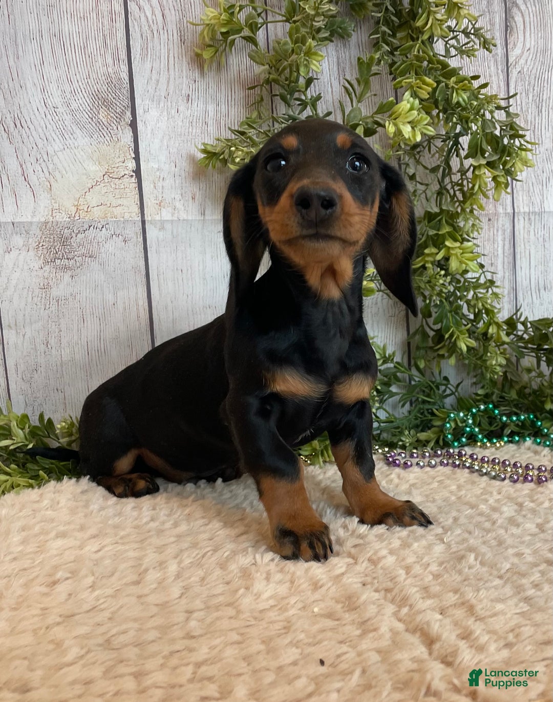 Miniature Dachshund dogs for sale: Fritz - Ad 2