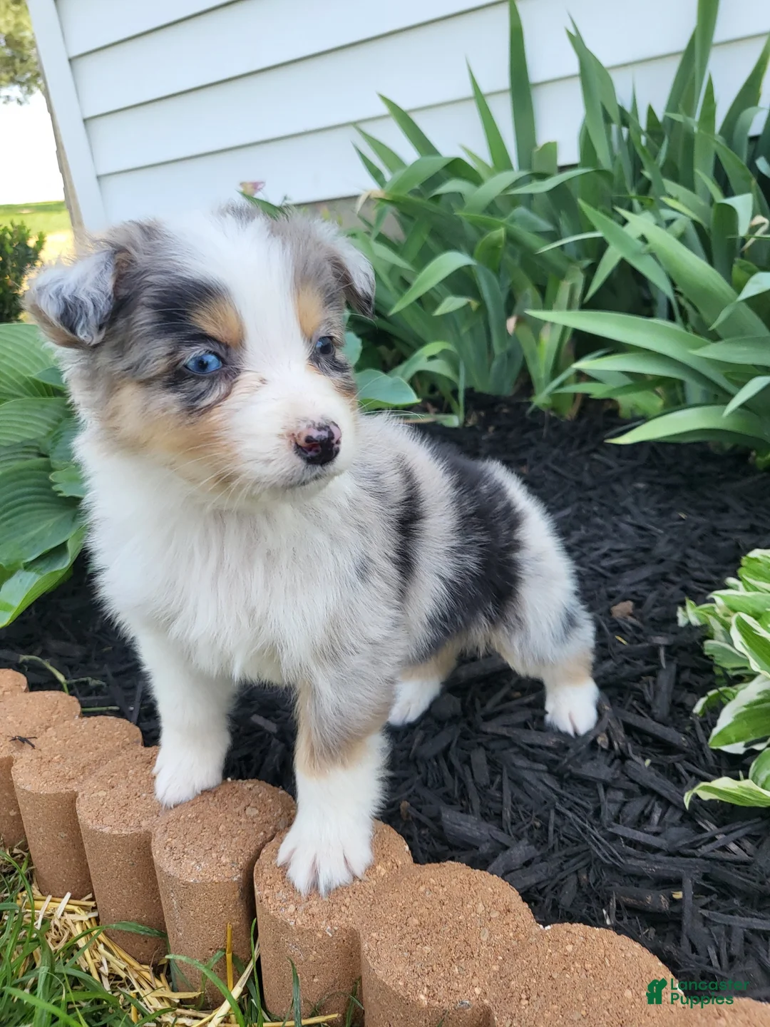 Australian Shepherd dogs for sale: Australian Shepherd Puppy 1 - Ad 2