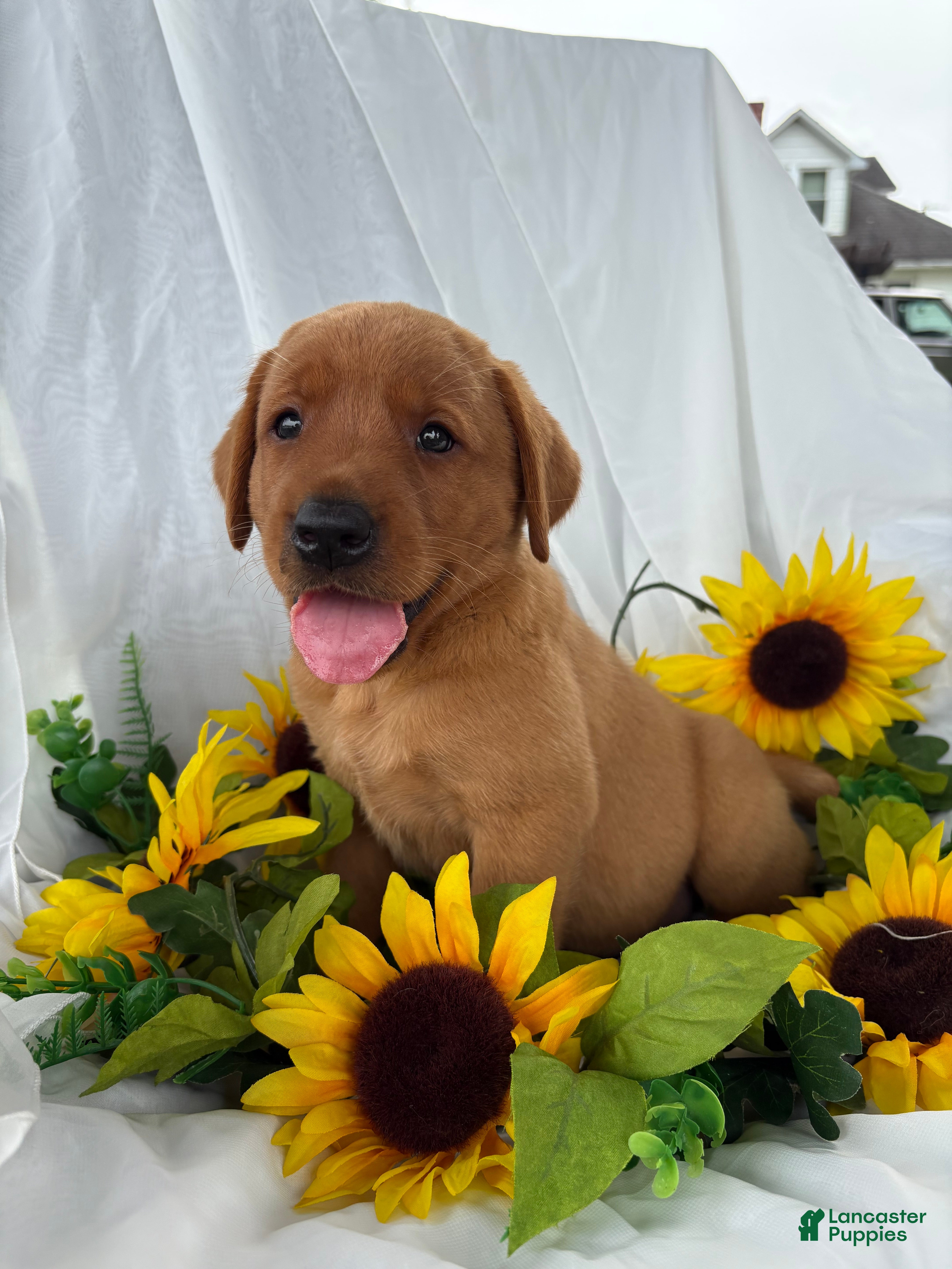 Labrador Retriever dogs Buster  - Ad 4
