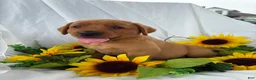 Labrador Retriever dogs for sale: Buster  - Ad 1