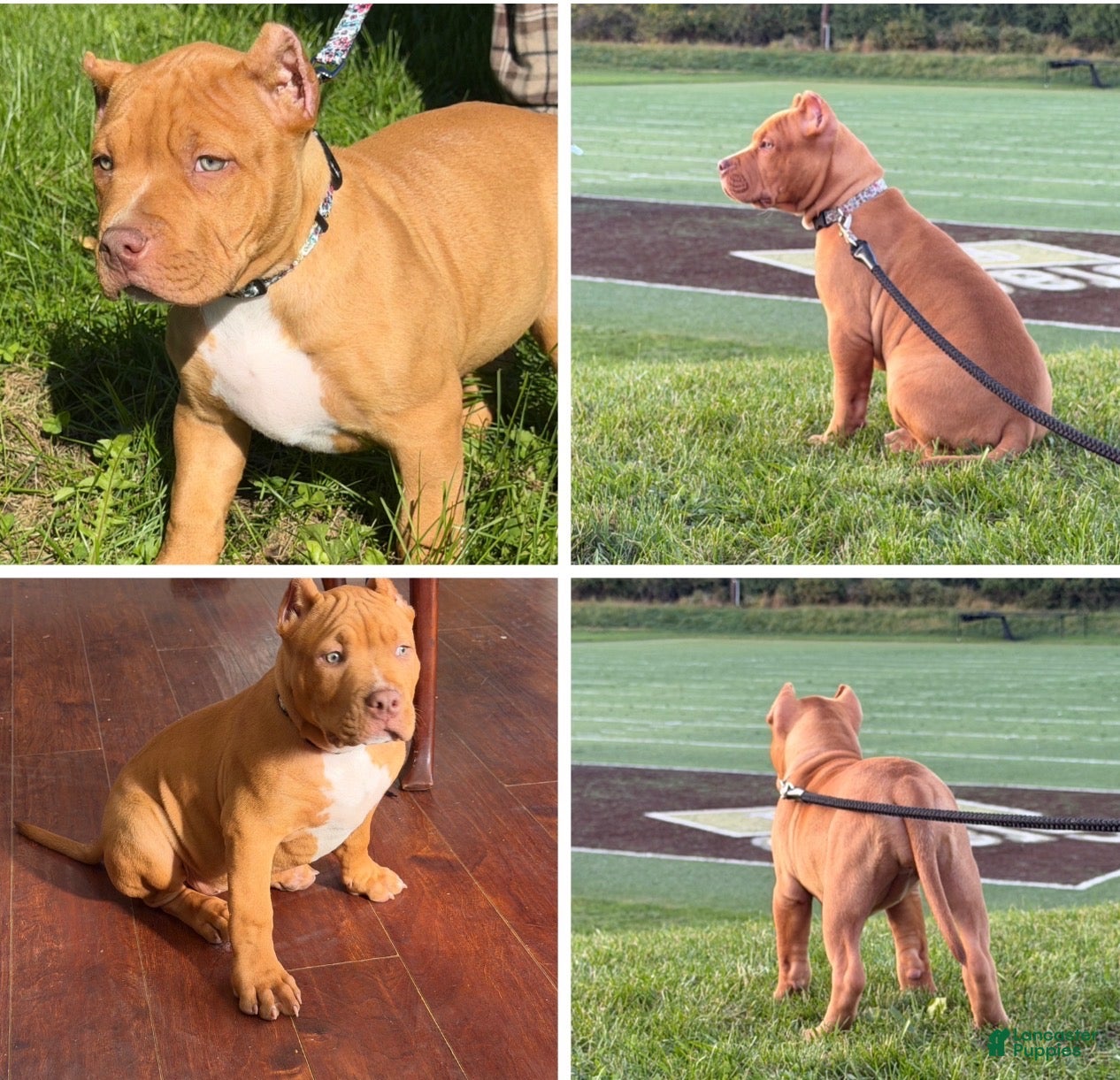 American Bully dogs for sale: American Bully 1 - Ad 1