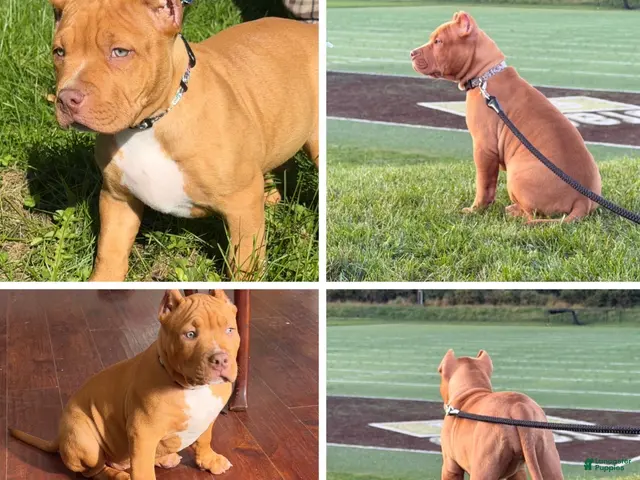American Bully dogs for sale: American Bully 1 - Ad 1