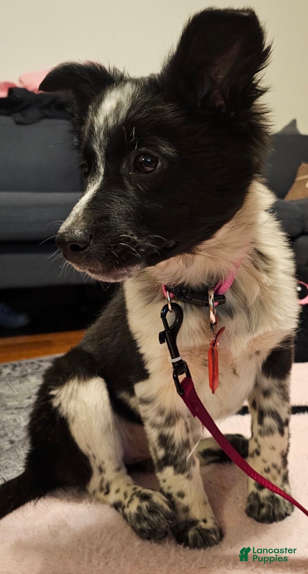 Border Collie dogs for sale: Alise - Ad 2