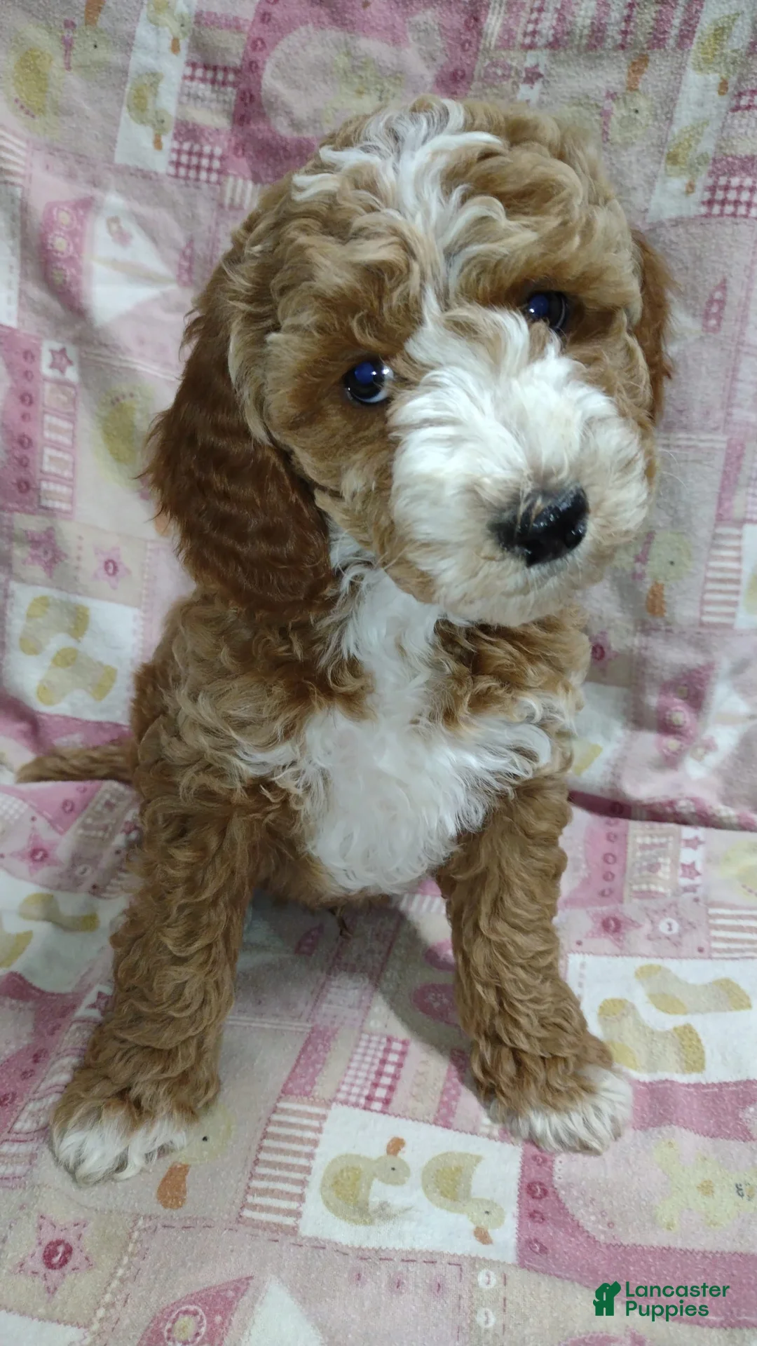 Gallery Image {{count}}