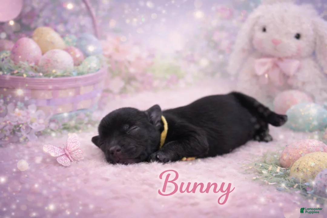 Miniature Schnauzer dogs for sale: Bunny - Ad 1