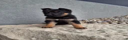 German Shepherd dogs for sale: Nikki - Ad 5