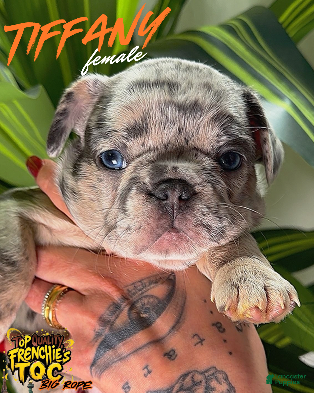 French Bulldog dogs for sale: TIFFANY - Ad 1