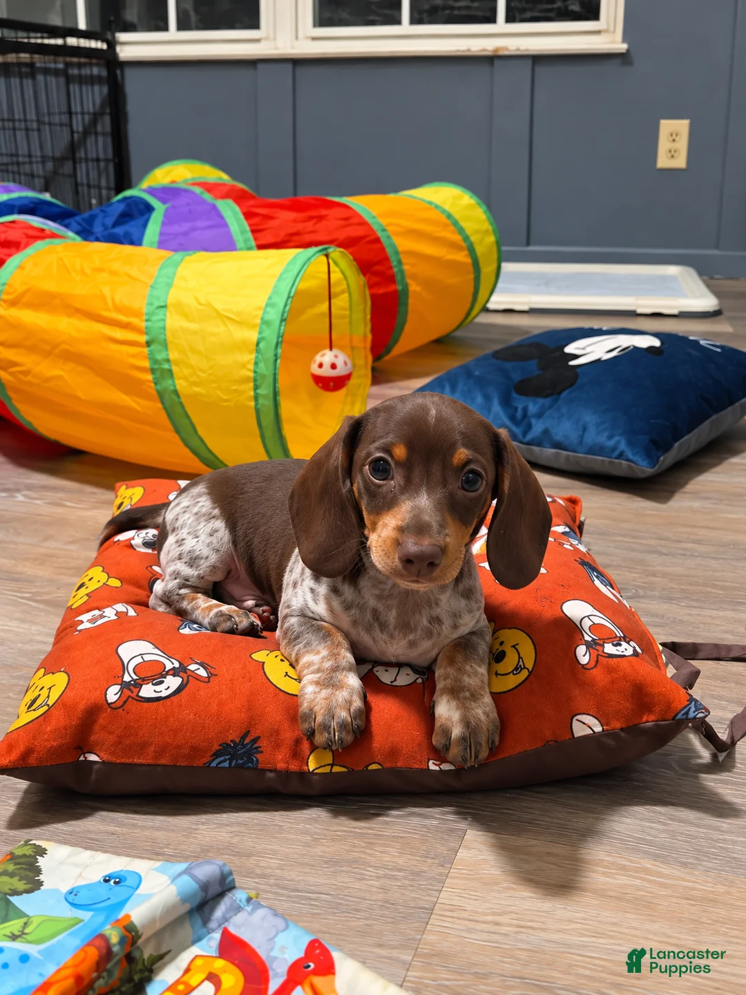 Miniature Dachshund dogs for sale: Miniature Dachshund 1 - Ad 4