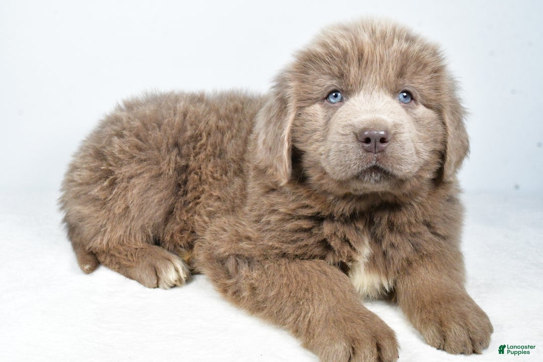 Newfoundland dogs for sale: Duke - Ad 2