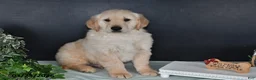 Golden Retriever dogs for sale: Kevin - Ad 4