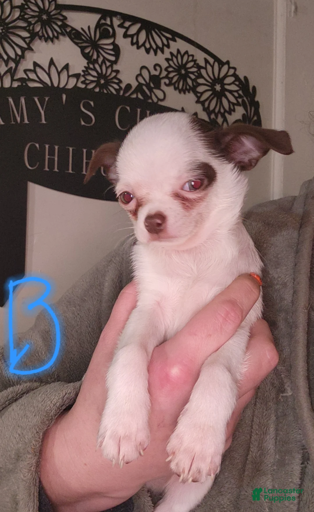 Chihuahua dogs for sale: Annies Boy 2 - Ad 1