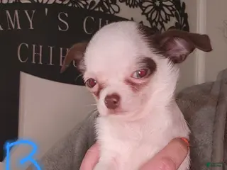 Chihuahua dogs Annies Boy 2 - Ad 30