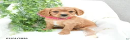 Miniature Golden Retriever dogs for sale: Sharon - Ad 3