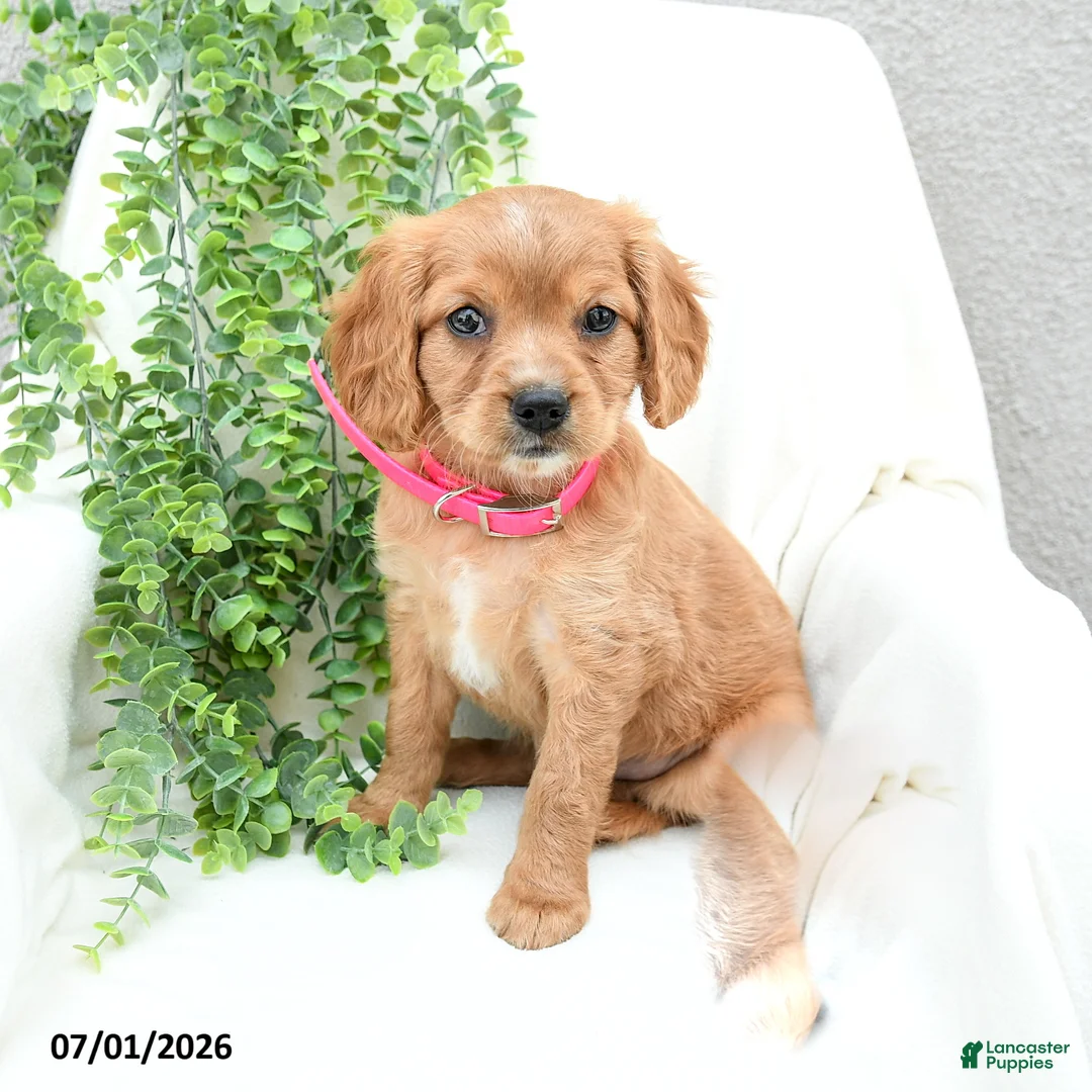 Miniature Golden Retriever dogs for sale: Sharon - Ad 3