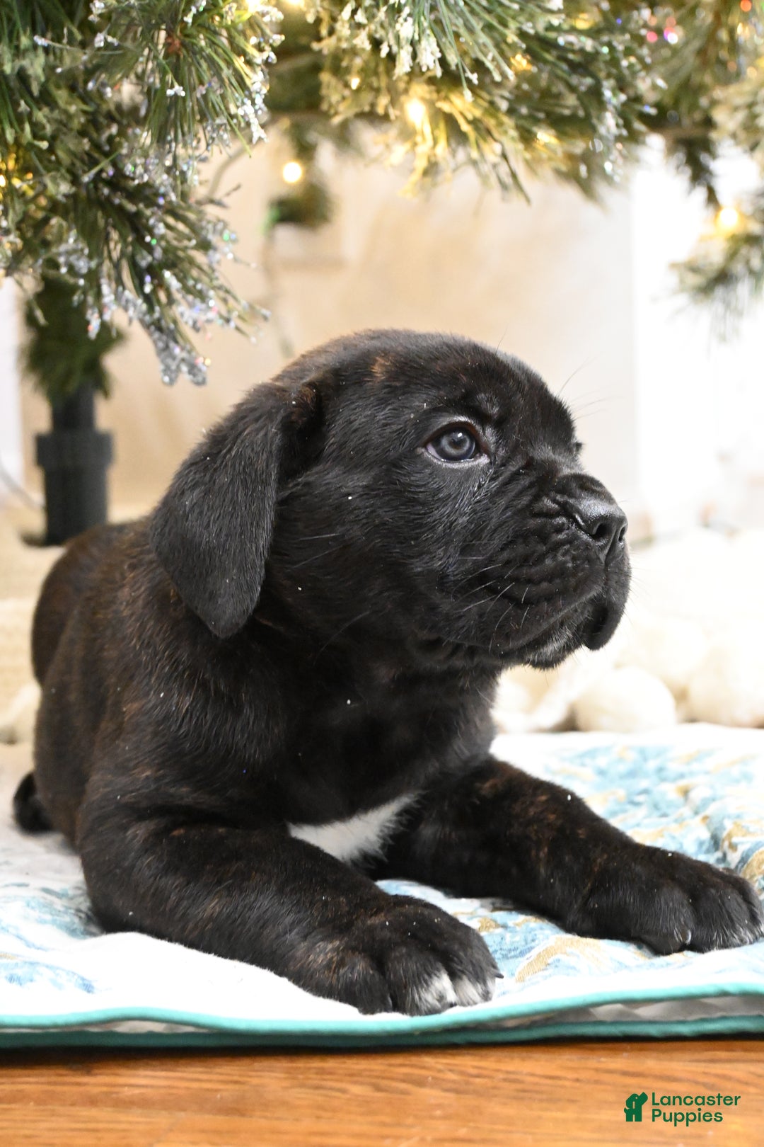 Cane Corso dogs for sale: Cove - Ad 2