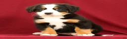 Bernese Mountain Dog dogs for sale: Fern - Ad 5