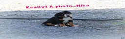 Greater Swiss Mountain Dog dogs for sale: Nika - Ad 2
