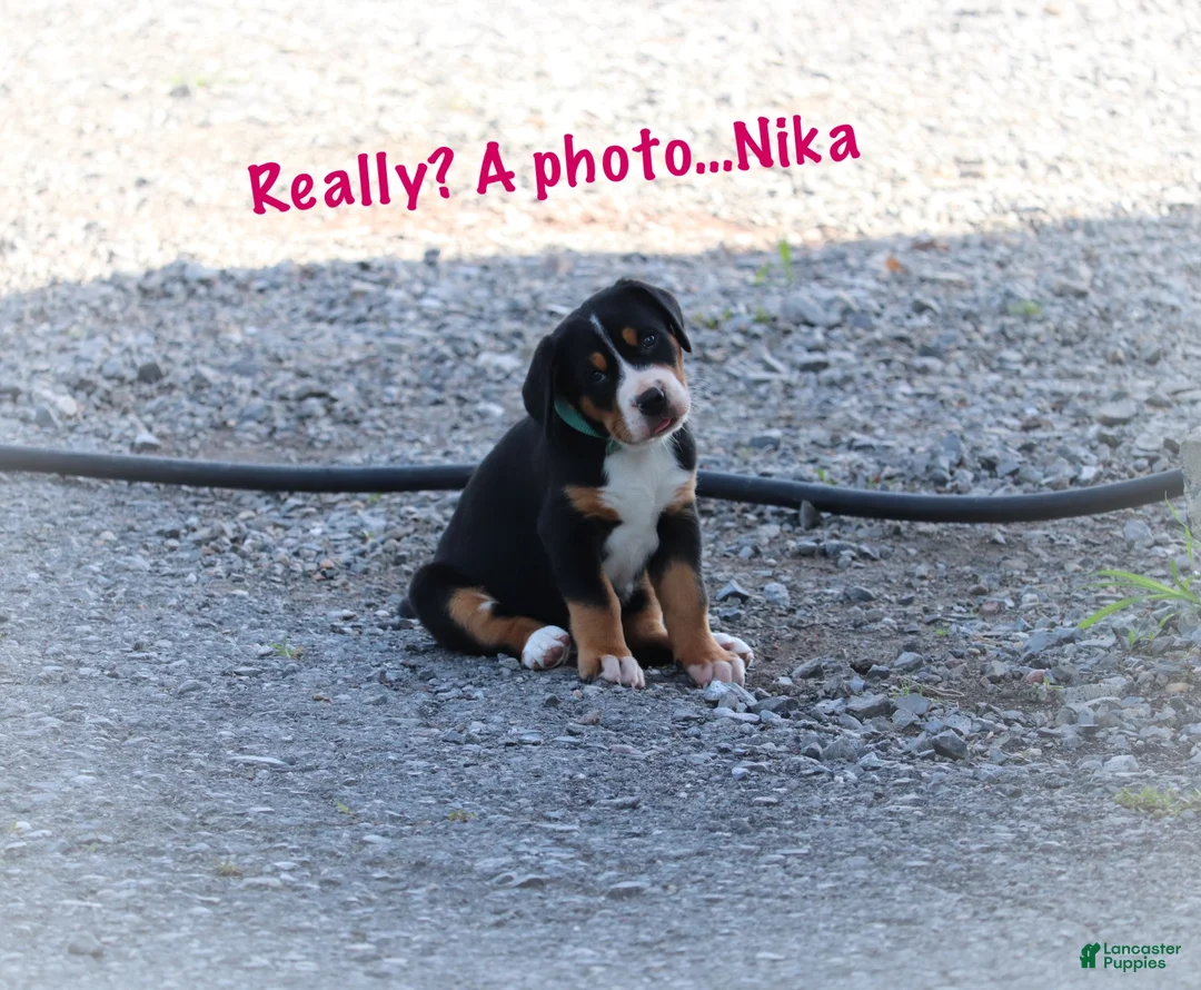 Greater Swiss Mountain Dog dogs for sale: Nika - Ad 2
