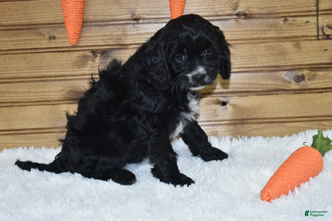 Cavapoo dogs for sale: Brooklyn - Ad 2