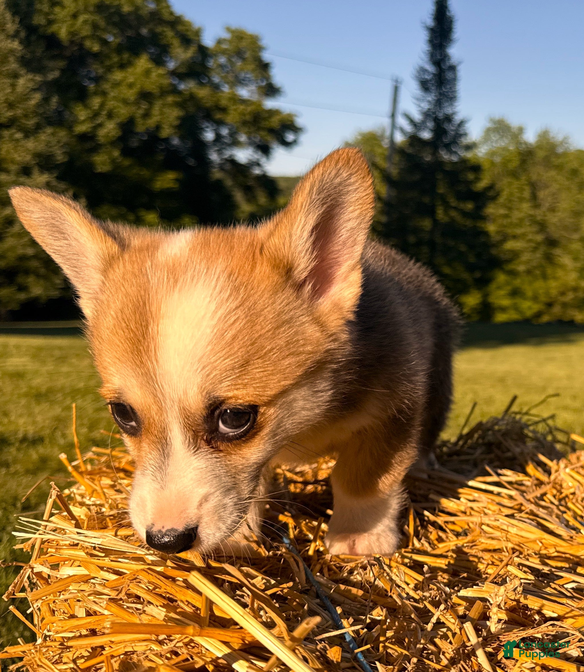 Welsh Corgi Pembroke dogs Mable - Ad 2