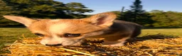 Welsh Corgi Pembroke dogs for sale: Mable - Ad 2