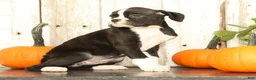Boxer dogs for sale: Chloe - Ad 3