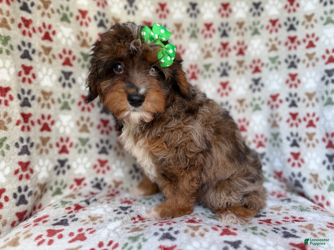 Mini Aussiedoodle dogs for sale: Lainey - Ad 1