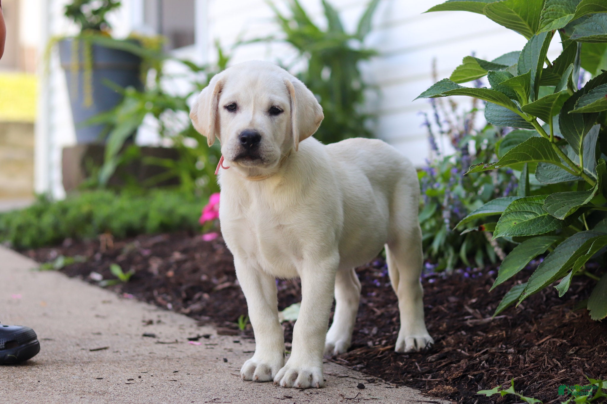 Labrador Retriever dogs Sherry - Ad 1