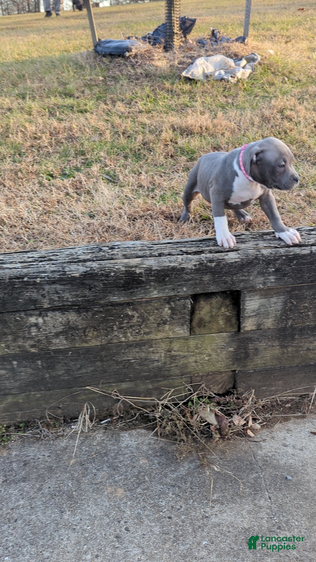 American Bully dogs for sale: G3 - Ad 11