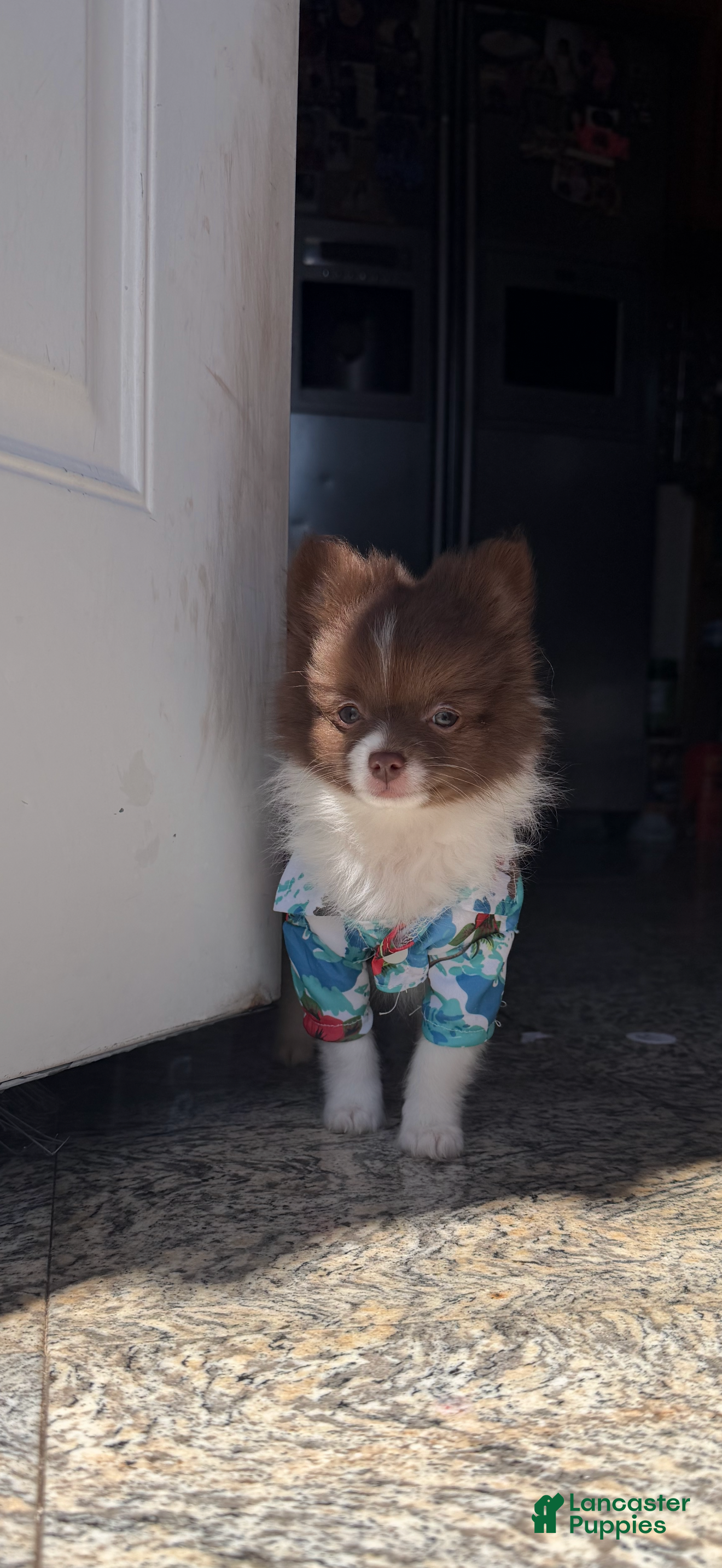 Pomeranian dogs for sale: Miracle - Ad 3