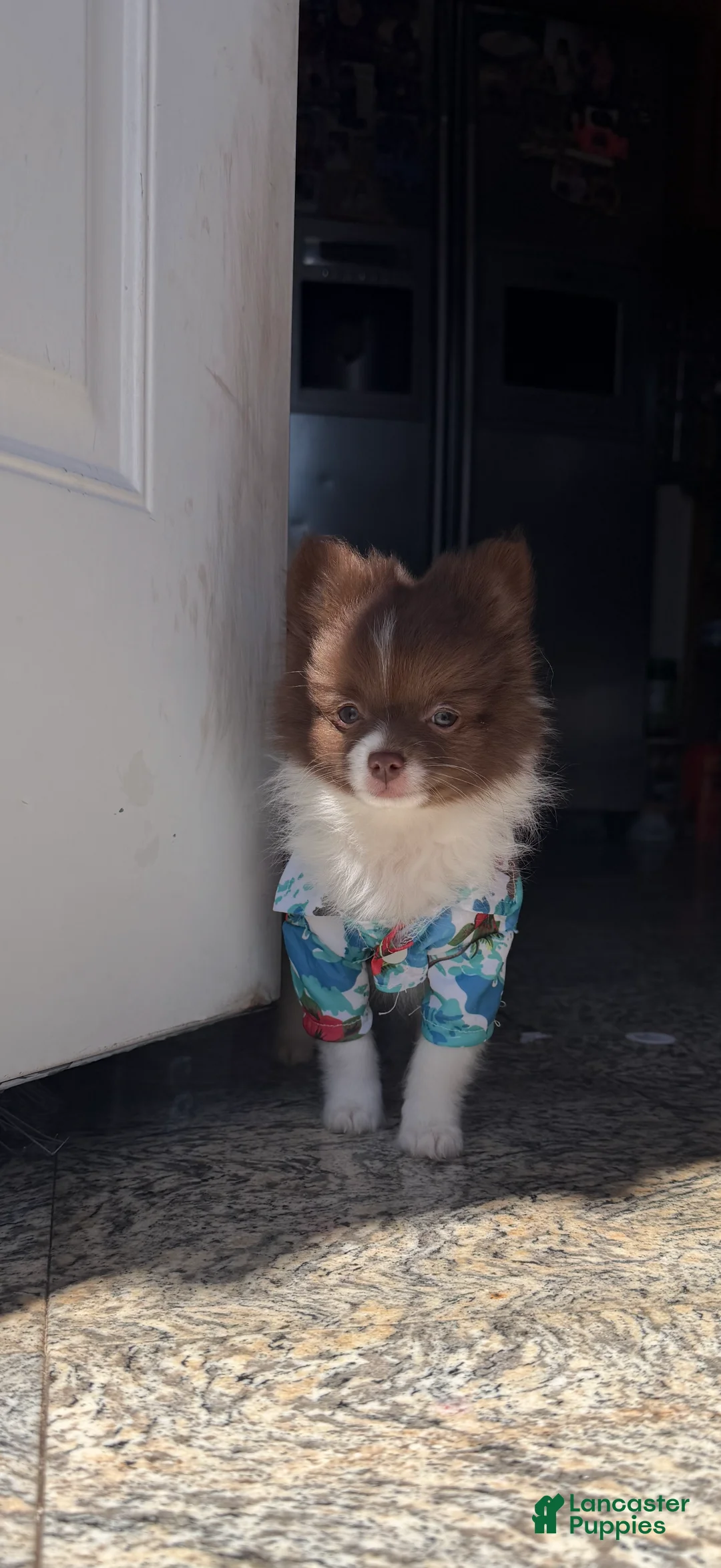 Pomeranian dogs for sale: Miracle - Ad 1