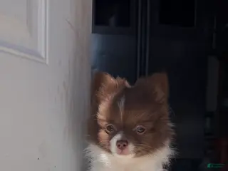 Pomeranian dogs for sale: Miracle - Ad 3