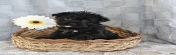 Yorkiepoo dogs for sale: Lolipop - Ad 3
