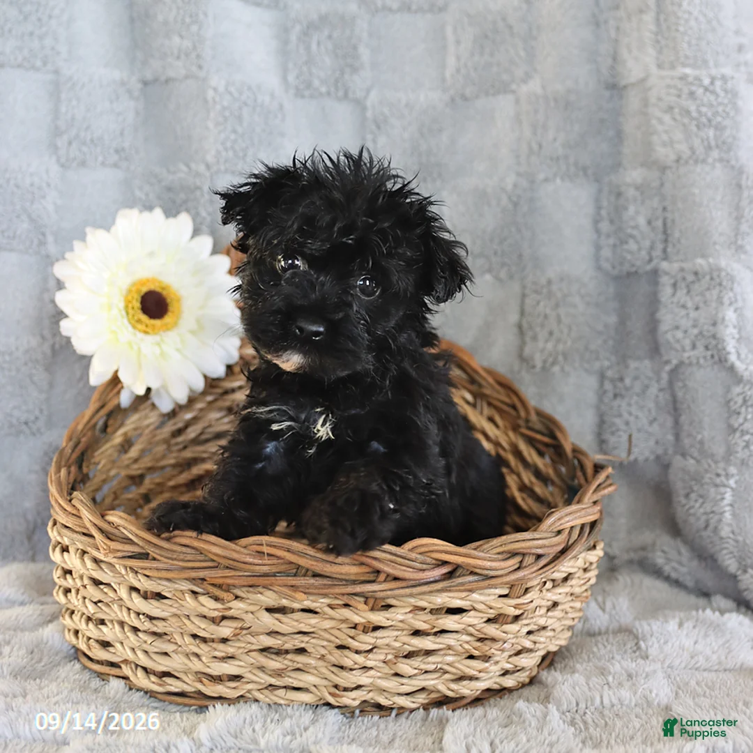 Yorkiepoo dogs for sale: Lolipop - Ad 3
