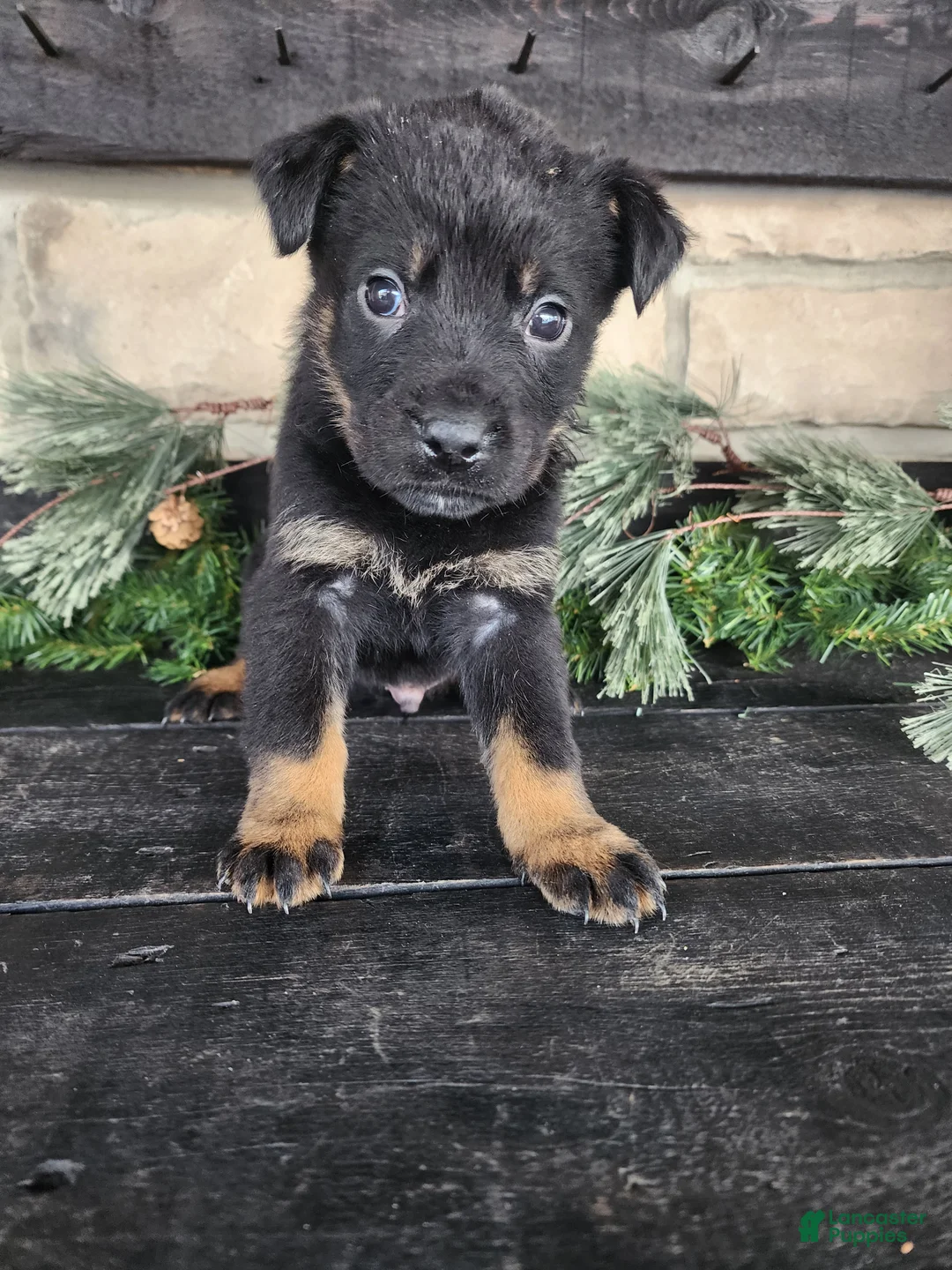 Mixed Breed dogs for sale: Rambo - Ad 5