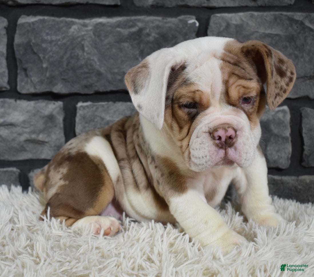 Beabull dogs Princess  - Ad 23