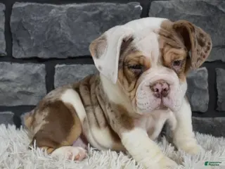 Beabull dogs Princess - Ad 23