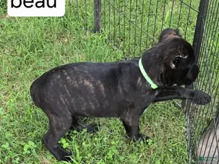 Cane Corso dogs for sale: Beau - Ad 4