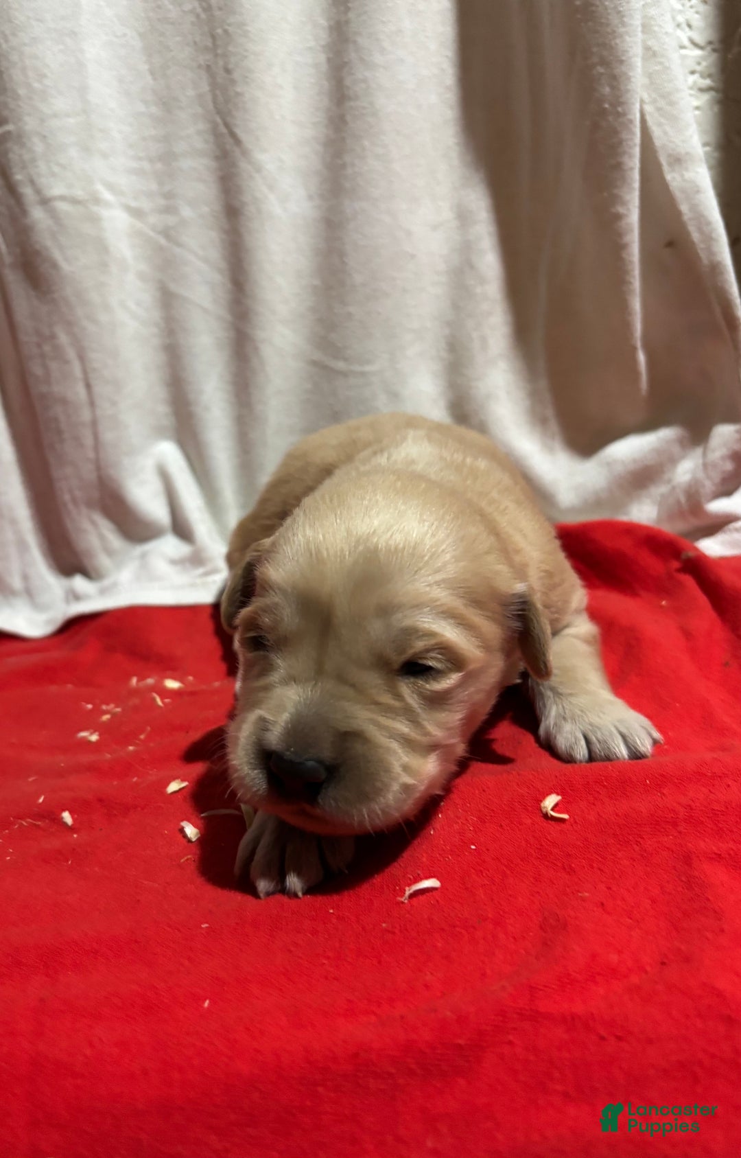 Golden Retriever dogs for sale: Pink - Ad 3