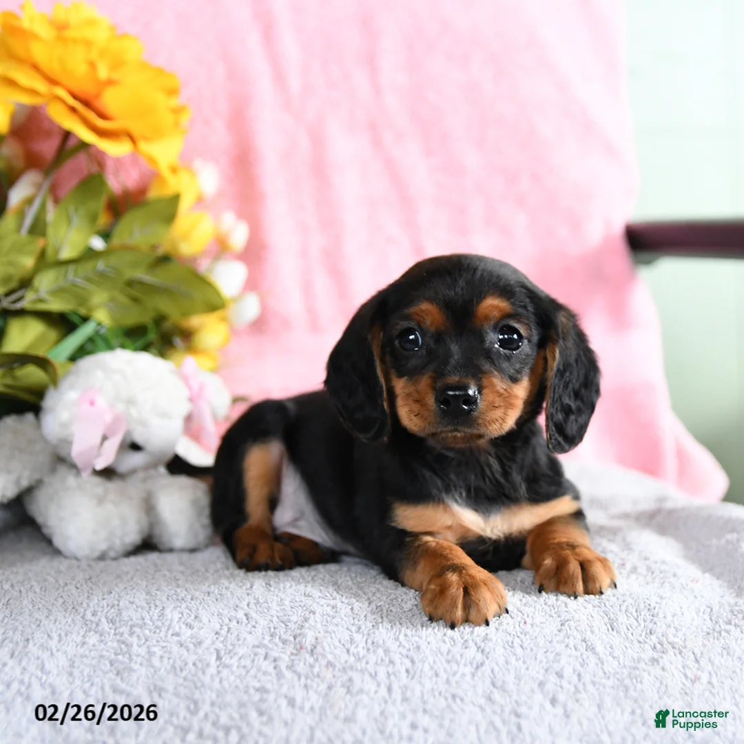 Mixed Breed dogs for sale: Enzo - Ad 2