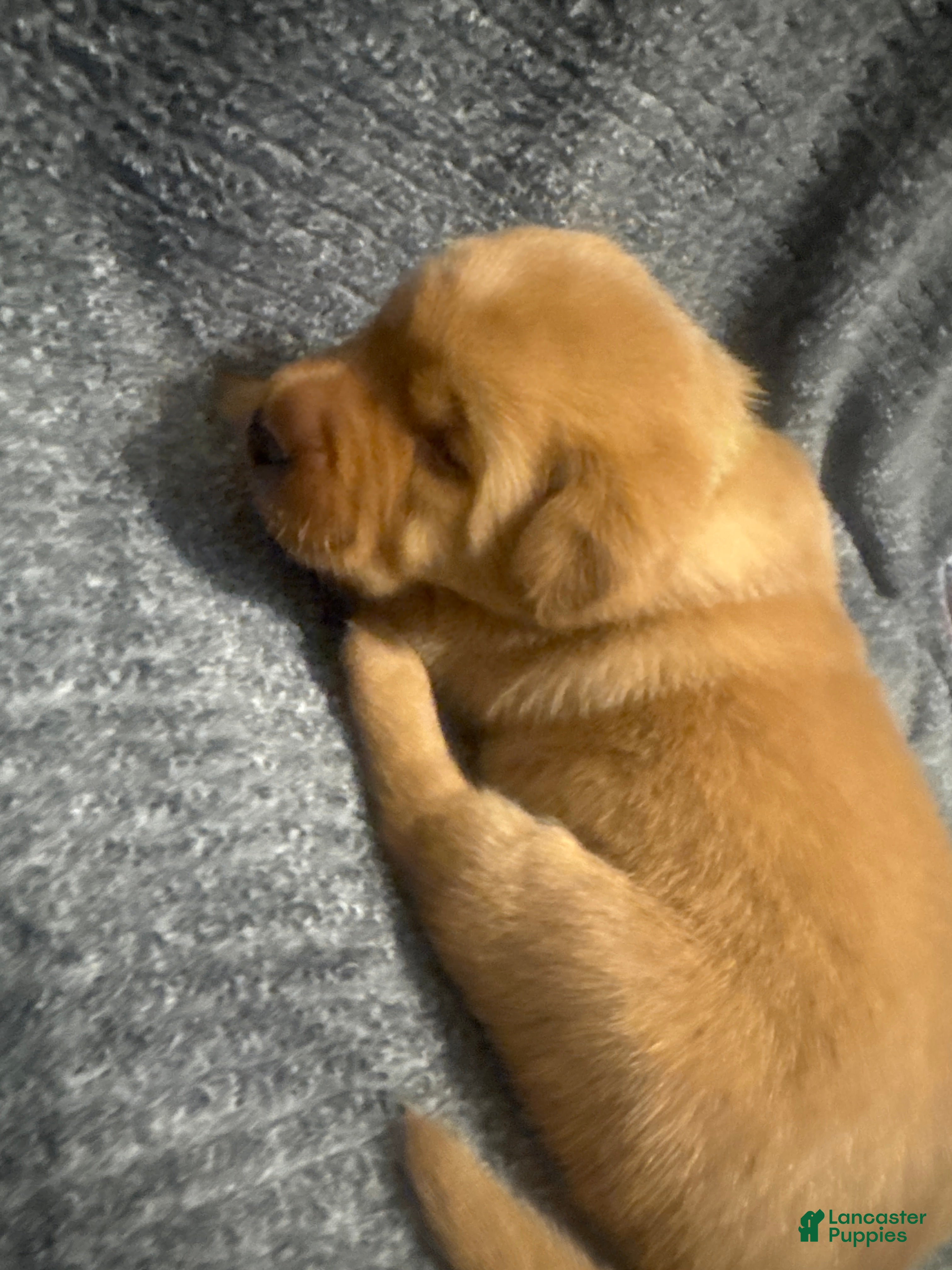 Labrador Retriever dogs Green - Ad 1