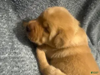 Labrador Retriever dogs Green - Ad 1