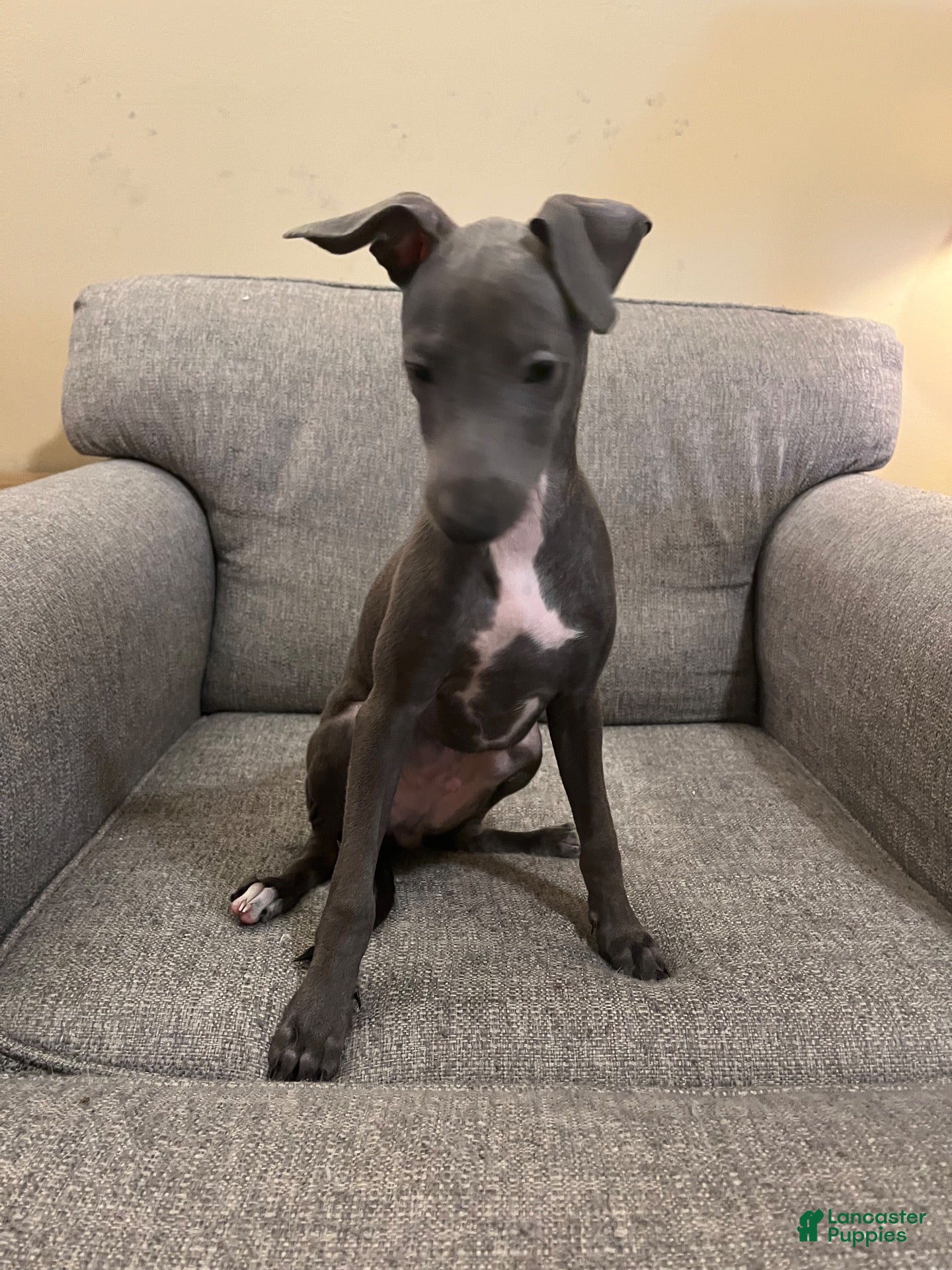 Italian Greyhound dogs for sale: JJ - Ad 2