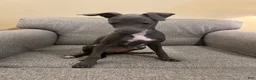 Italian Greyhound dogs for sale: JJ - Ad 2