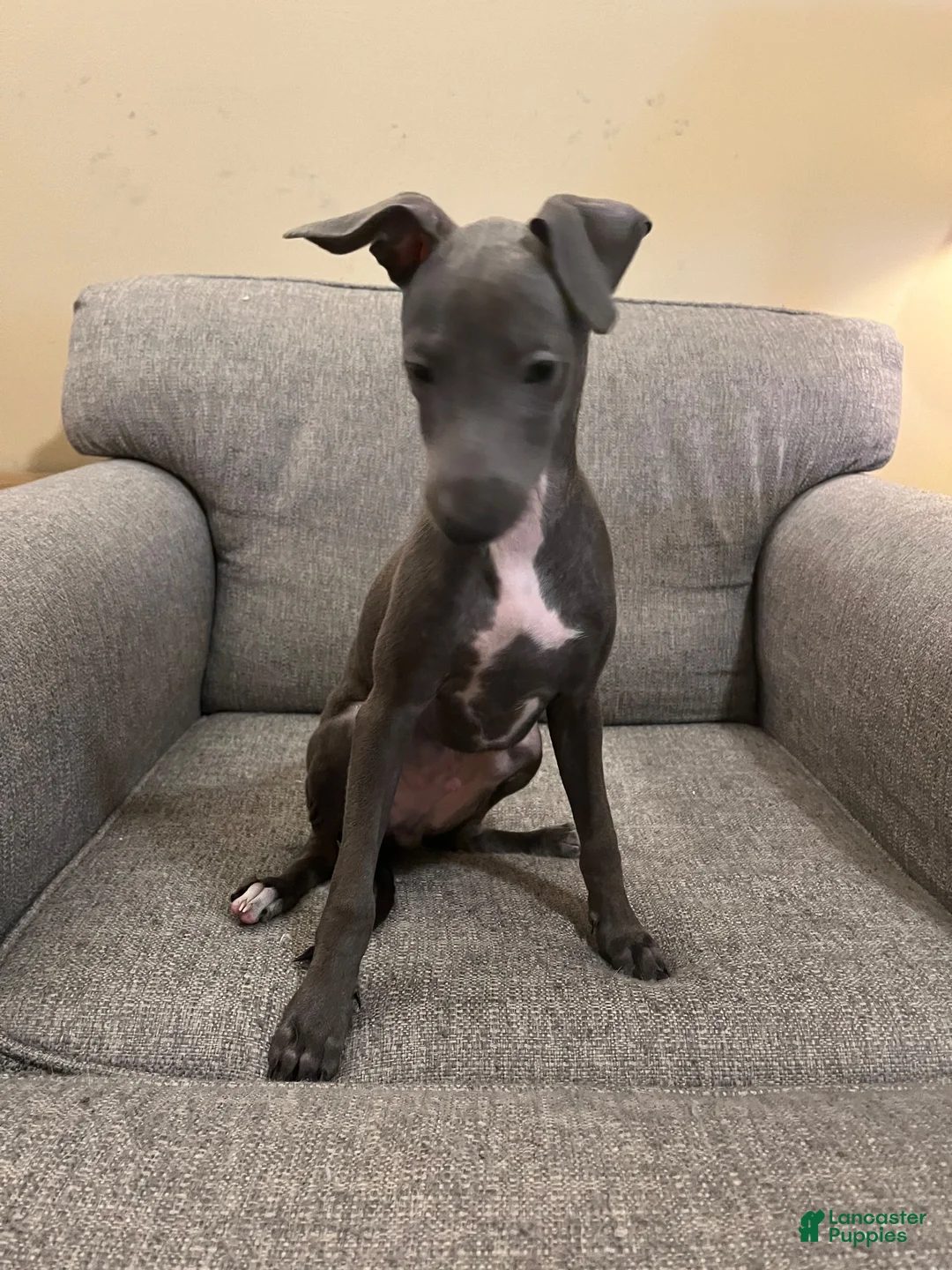 Italian Greyhound dogs for sale: JJ - Ad 2