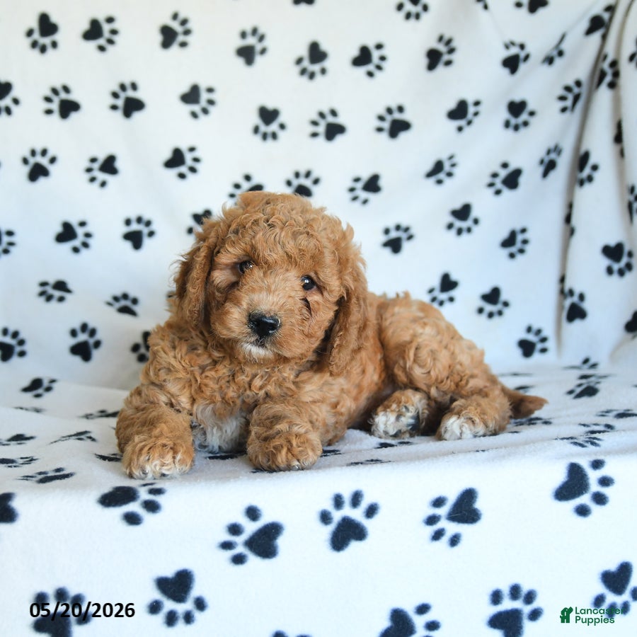Mini Goldendoodle dogs Rita - Ad 1