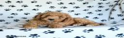 Mini Goldendoodle dogs for sale: Rita - Ad 1