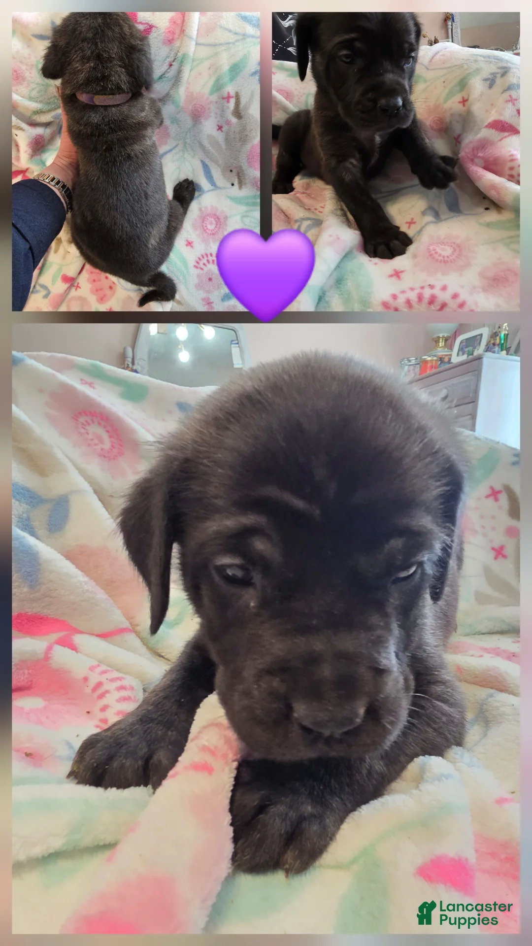 English Mastiff dogs for sale: English Mastiff Puppy 💜 - Ad 2